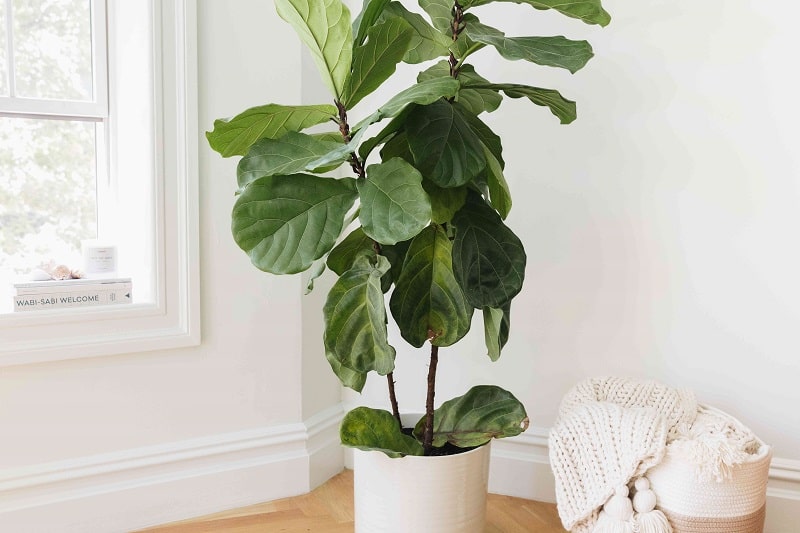 فیکوس لیراتا-Fiddle-Leaf Fig