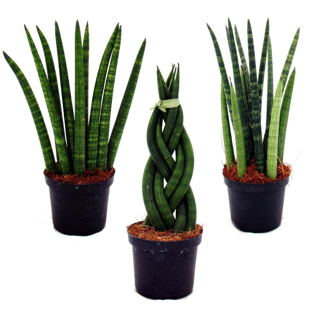 سانسوریوم (Sansevieria)