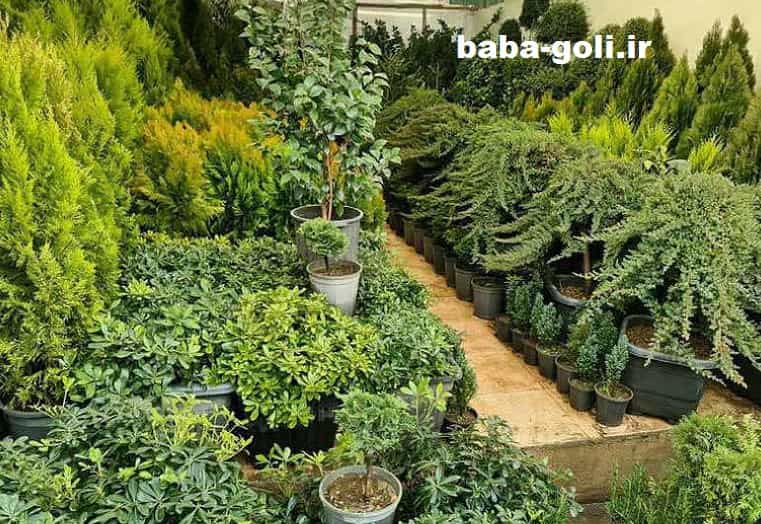 بازارچه گیاهان بابایی