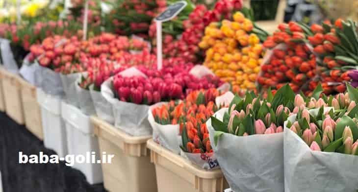 بازار گل بابایی - مرکز خرید گیاه