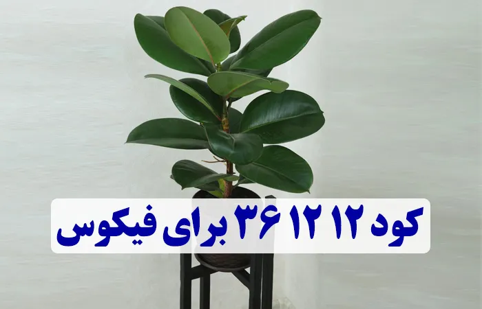 کود ۱۲ ۱۲ ۳۶ برای فیکوس