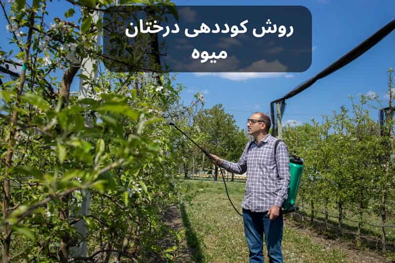 نحوه کوددهی درختان میوه