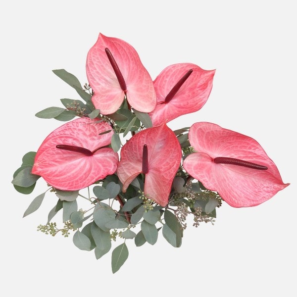 گیاه آنتوریوم