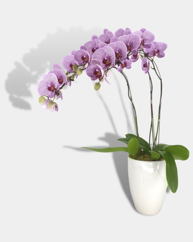 گل ارکیده بنفش