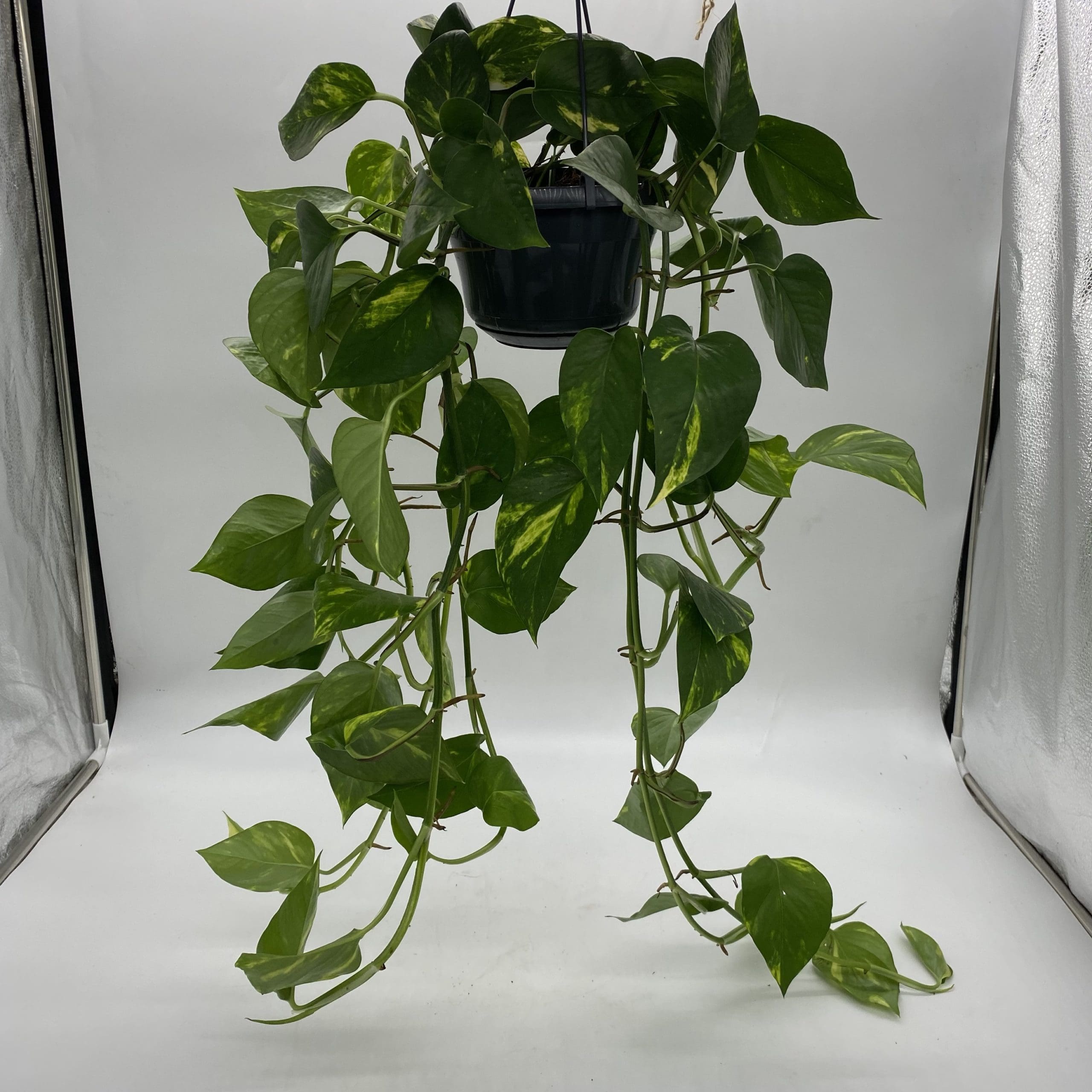 نگهداری گل پتوس