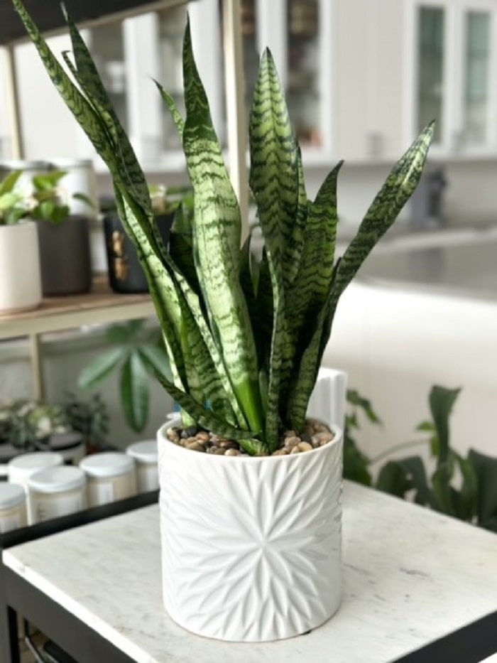 سانسوریا (Sansevieria Trifasciata)