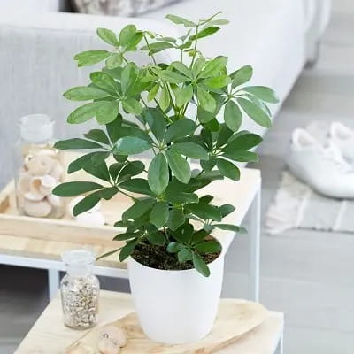 شفلرا (Schefflera arboricola)