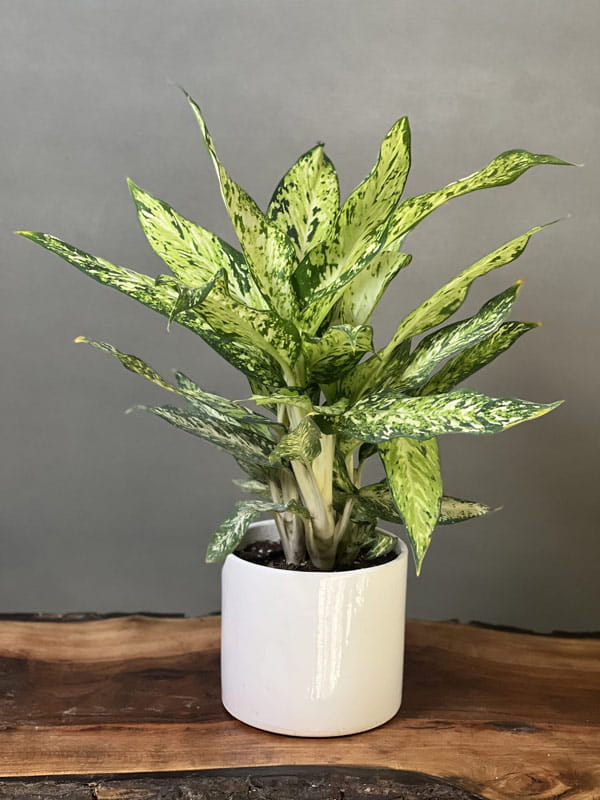 دیفن باخیا (Dieffenbachia)