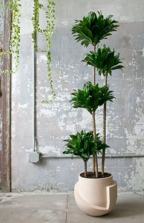 دراسنا کامپکت (Dracaena Compacta)
