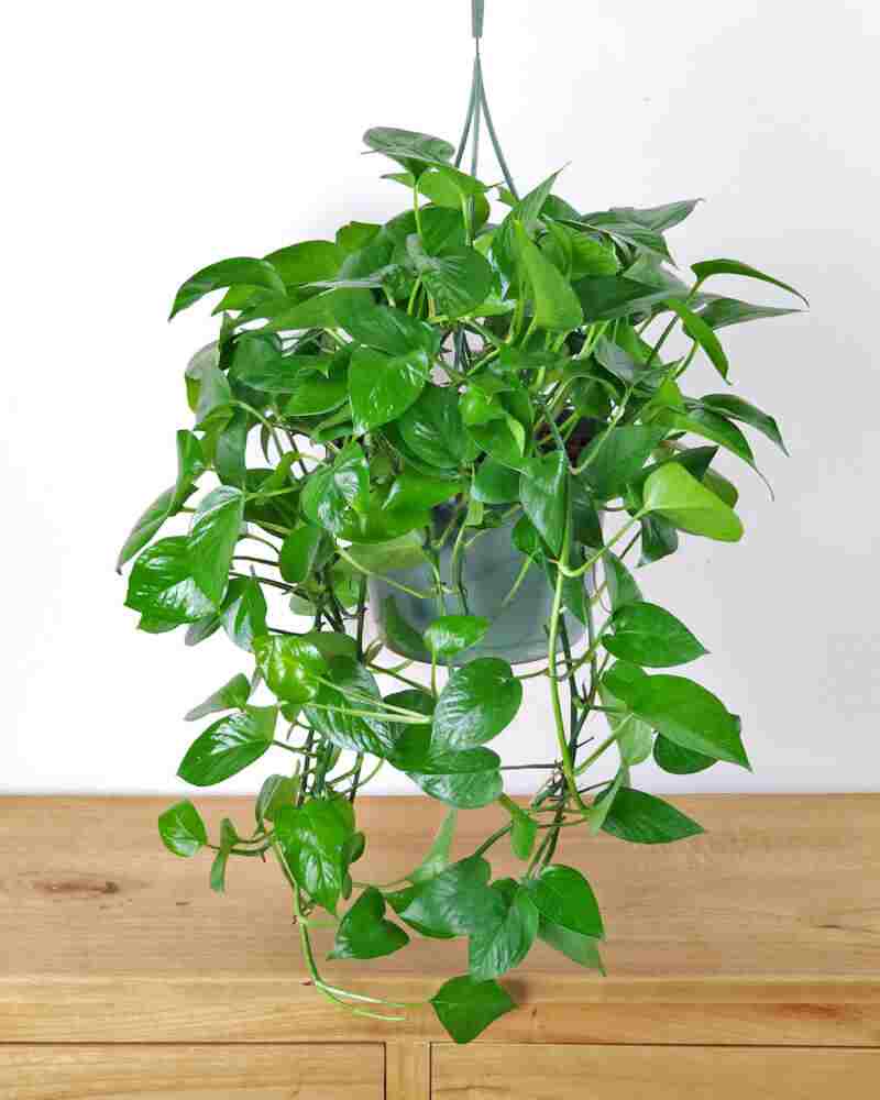 پتوس (Devil’s Ivy)