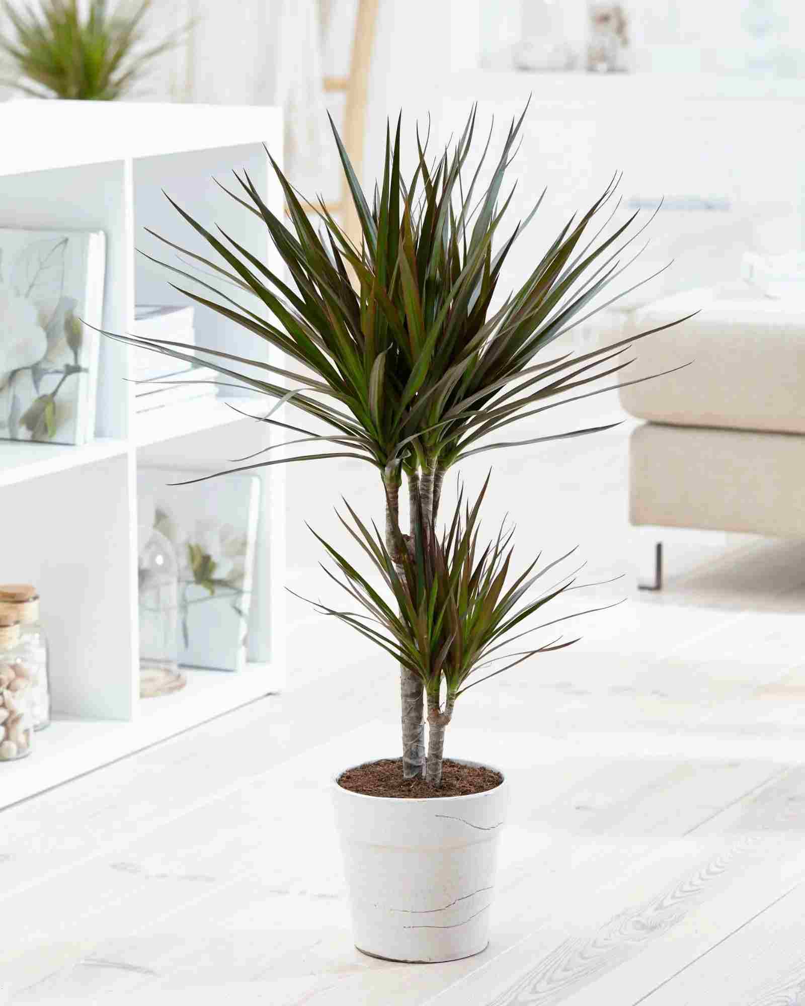 دراسنا پرچمی (Dracaena)