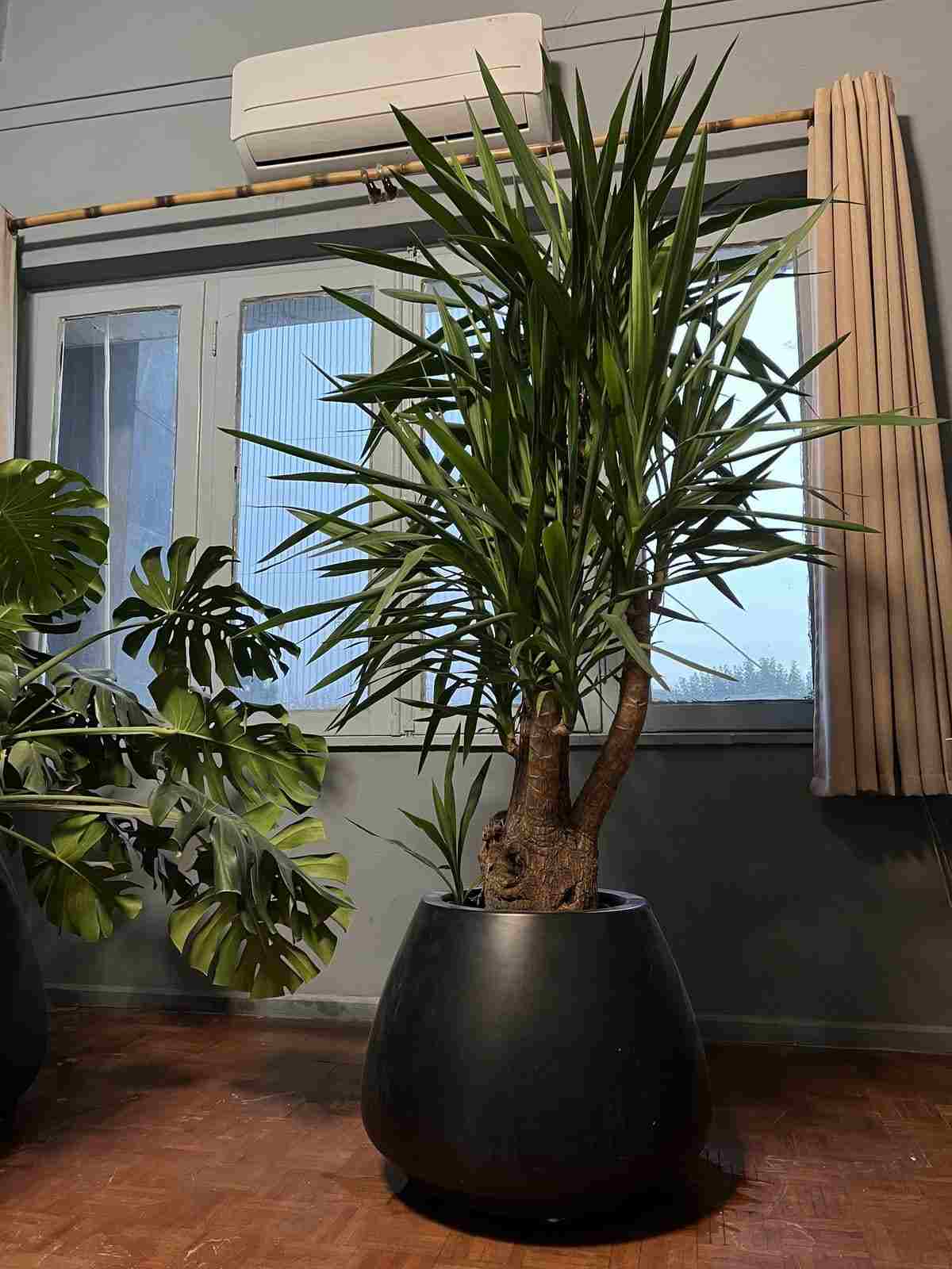 یوکا (Yucca)