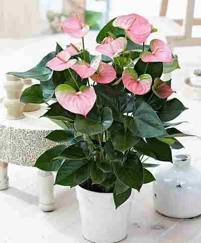 آنتوریوم (Laceleaf)