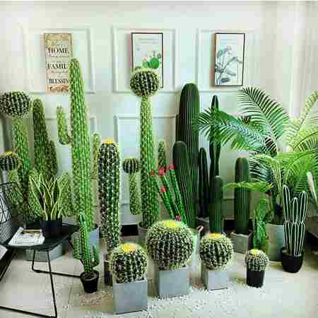انواع کاکتوس (Cactus)