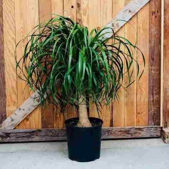 لیندا (Ponytail Palm)