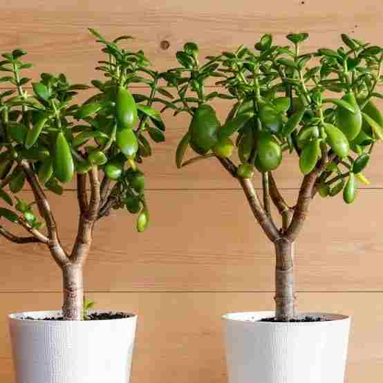 کراسولا آواتا (Jade Plant)