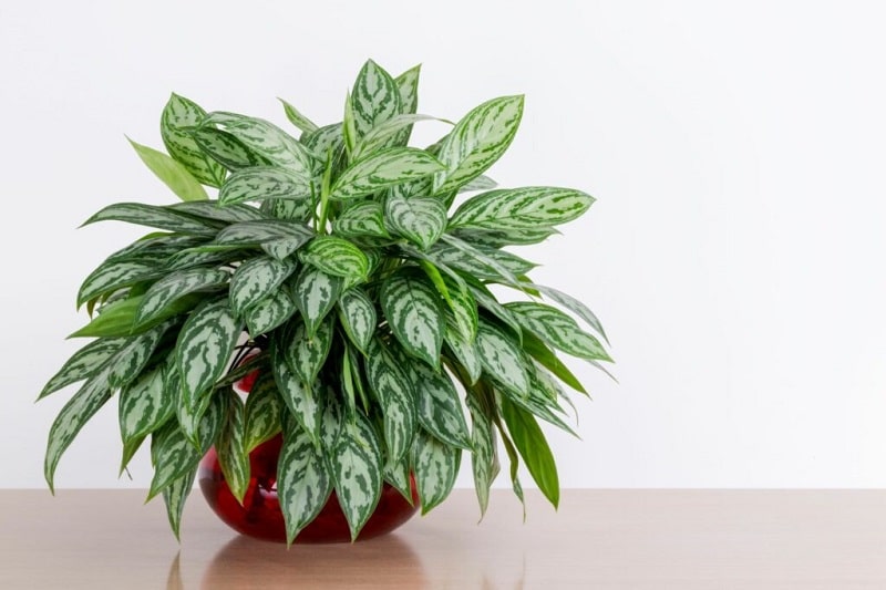 الگونما (Chinese Evergreens)