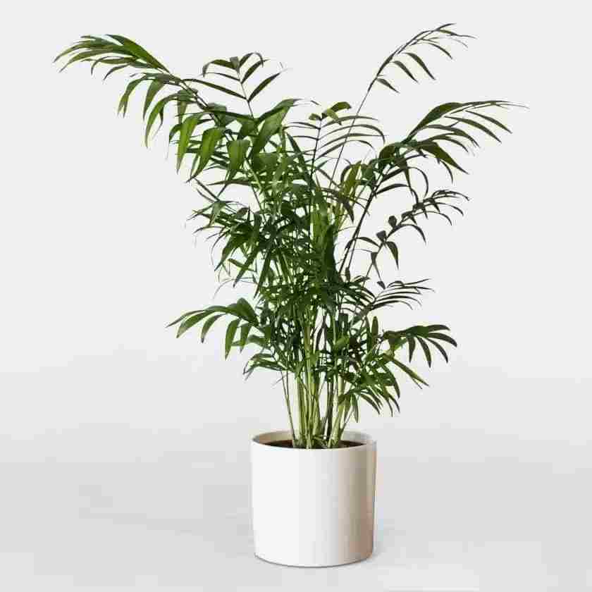 نخل شامادورا (Chamaedorea elegans)