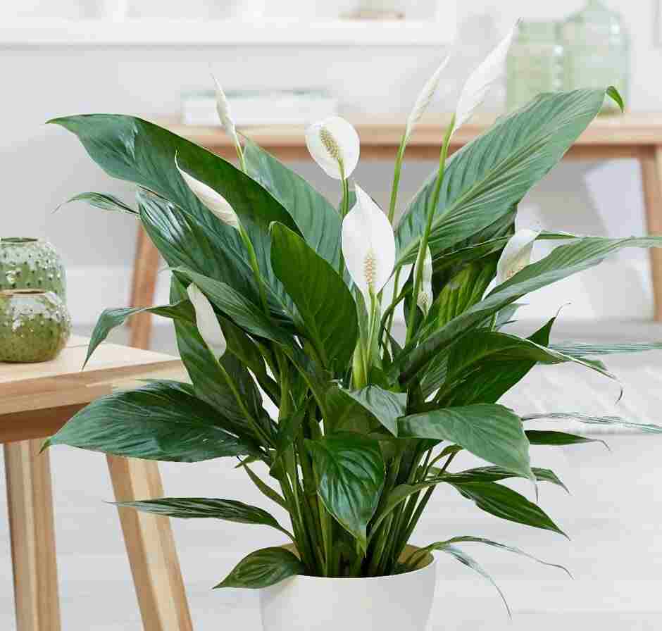 برگ عبایی (Aspidistra elatior)