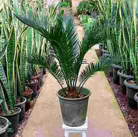 سیکاس (Cycad)