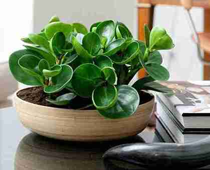 پپرومیا (Radiator Plants)