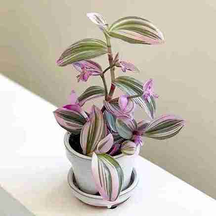 برگ بیدی (Wandering Jew)