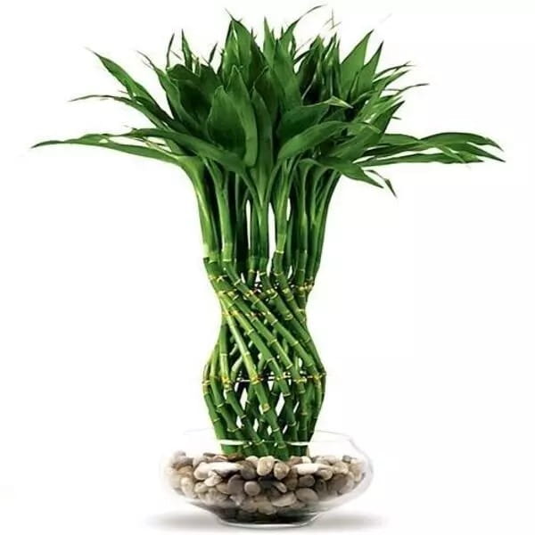 لاکی بامبو (Bambusa Vulgaria)