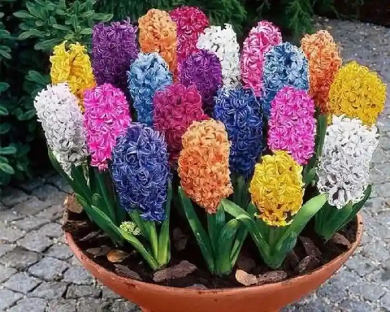 پیاز سنبل؛ گنجینه‌ای کوچک که عطر بهار را به خانه می‌آورد