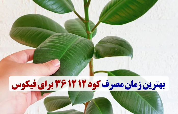 کود 12 12 36 برای فیکوس + زمان و میزان مصرف